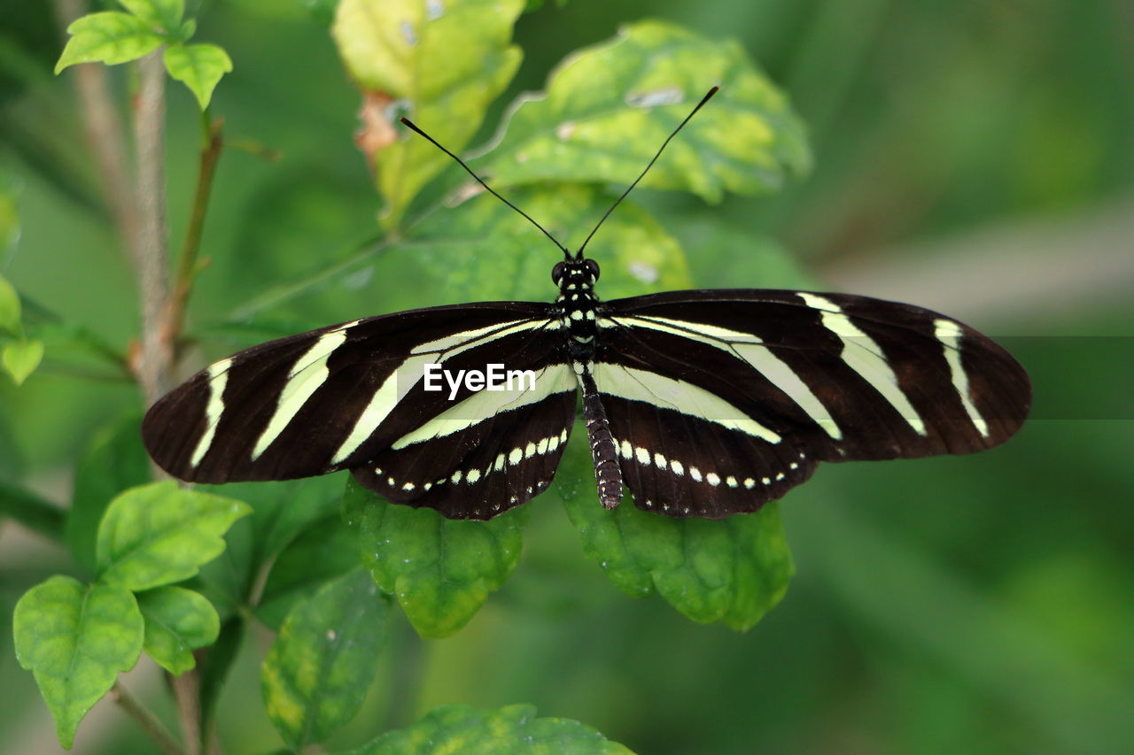 BUTTERFLY ON GREEN LEAF