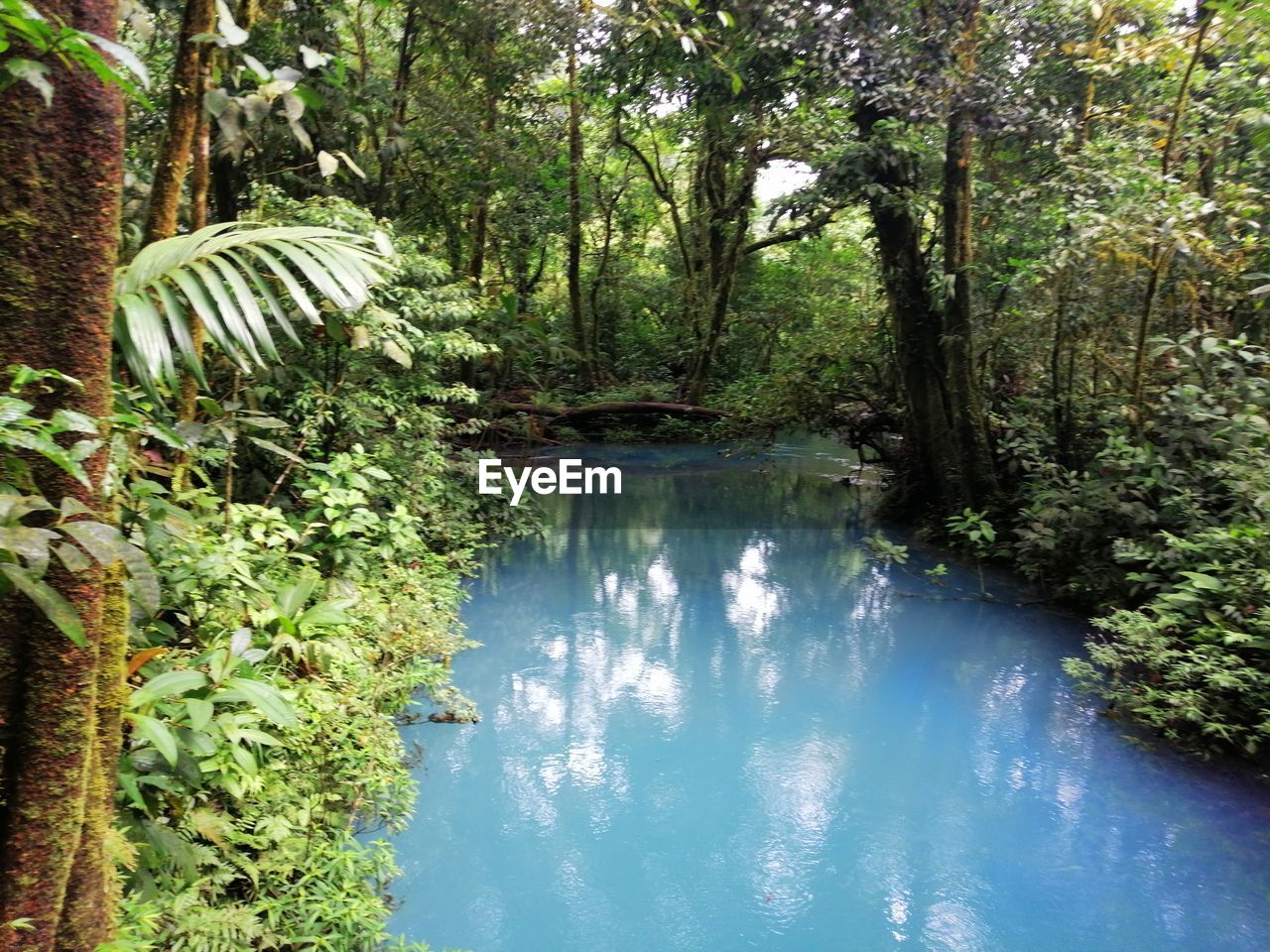 LAKE AMIDST TREES IN FOREST