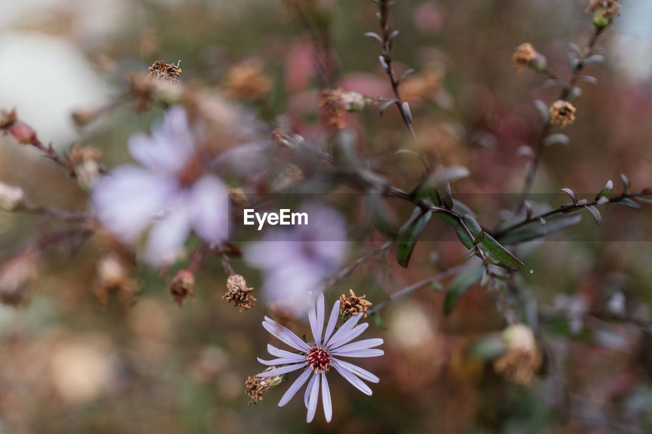 CLOSE-UP OF CHERRY BLOSSOMS ON TREE