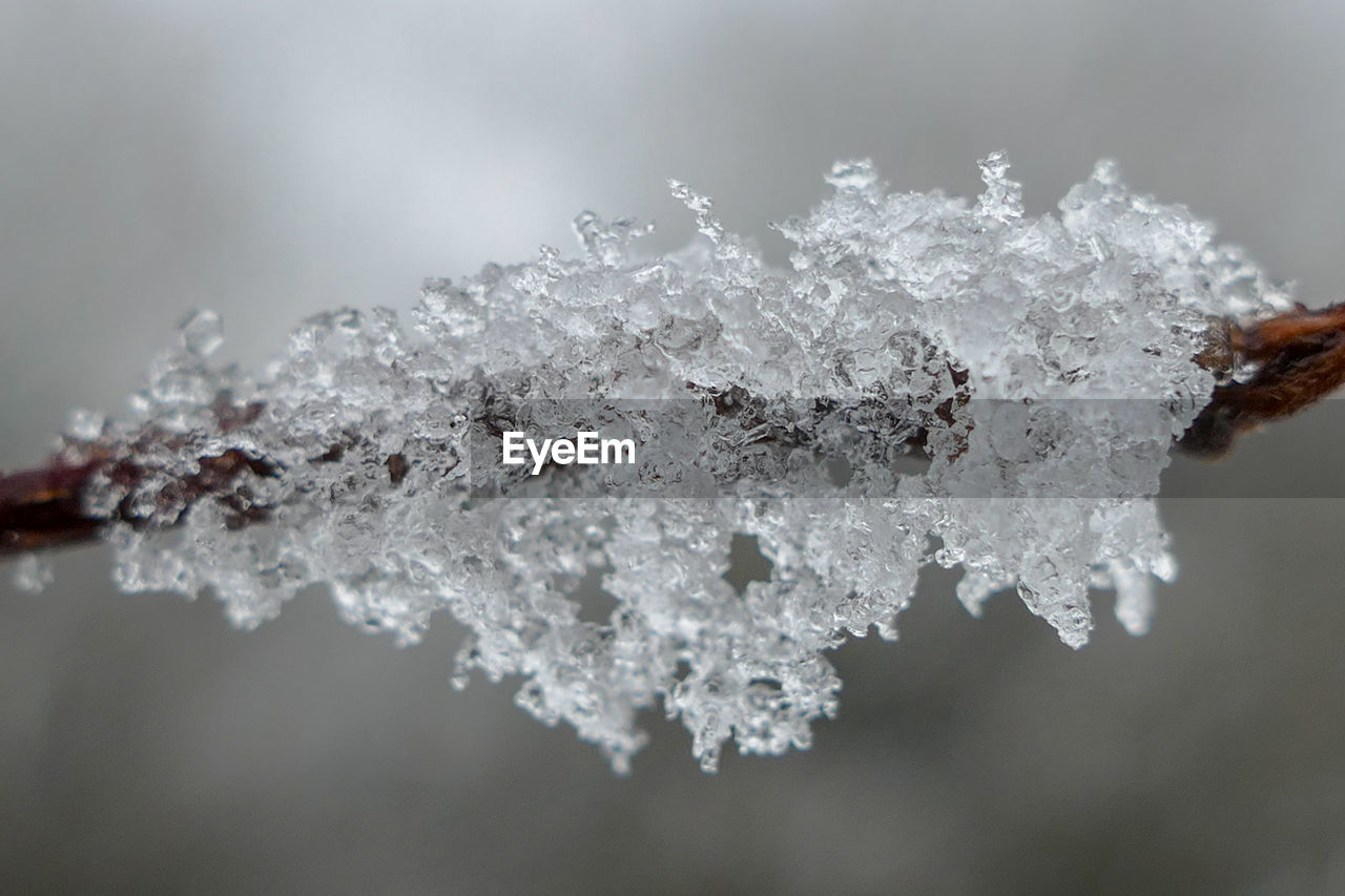 Close-up of frozen plant and ice