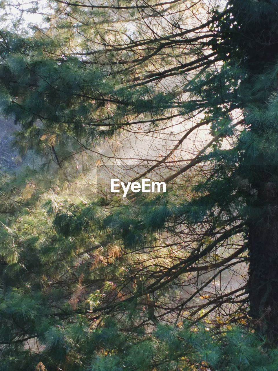 TREES AND SKY IN SUNLIGHT