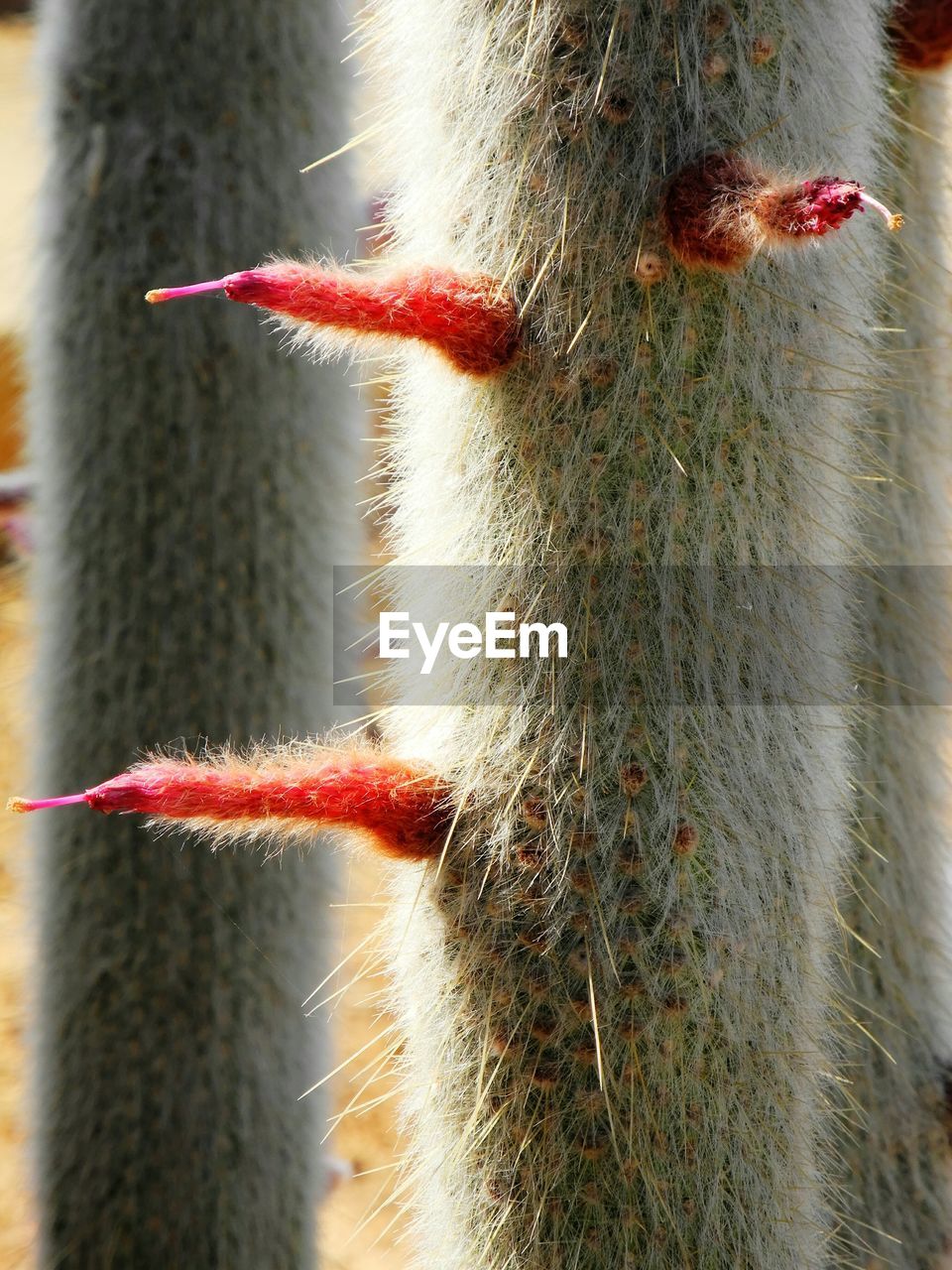 Macro shot of red cactus flowers