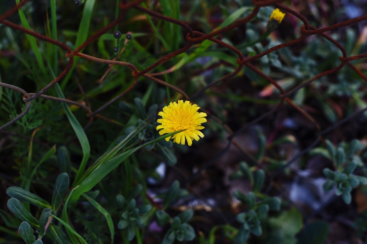 Close-up of yellow flower