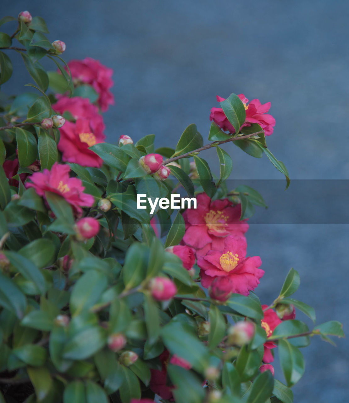 CLOSE-UP OF PINK FLOWER BLOOMING OUTDOORS