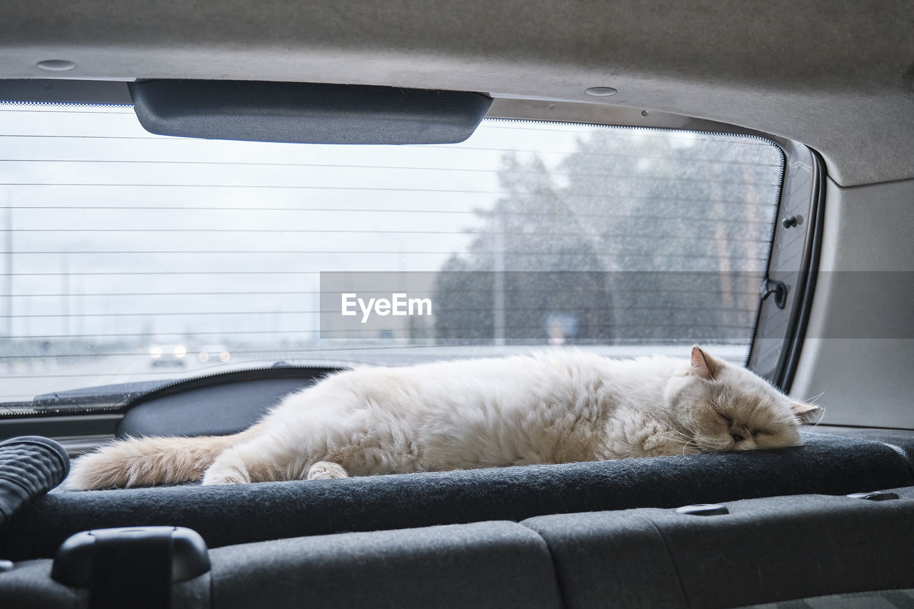 Cute beige cat traveling and sleeping in car, near rear window. travel concept with animals.