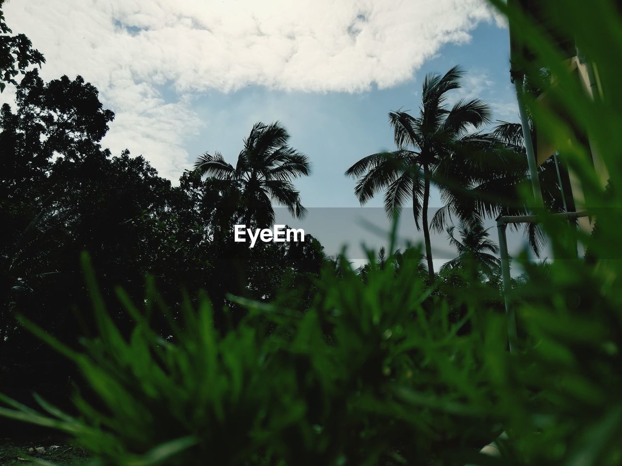 Low angle view of trees against sky