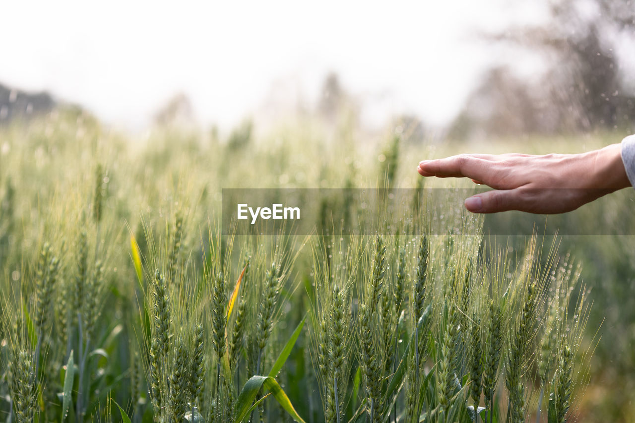 Close-up of hand touching wheat plants in farm