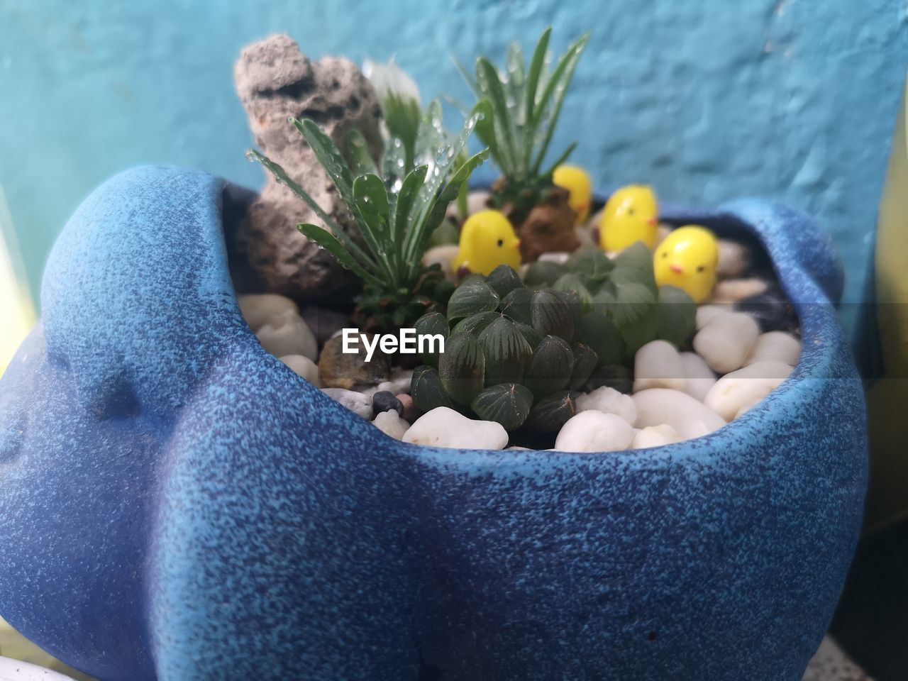 CLOSE-UP OF POTTED PLANTS