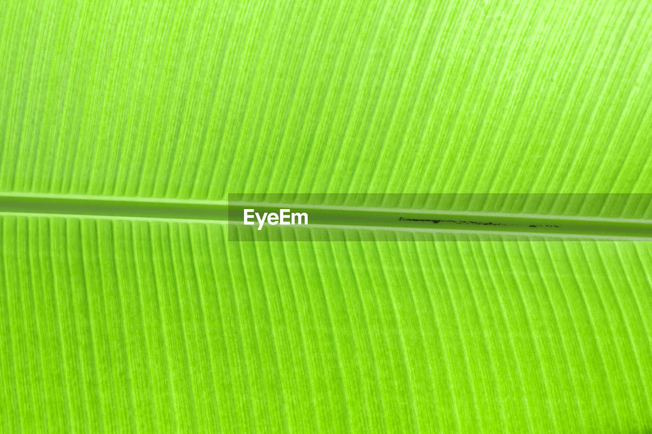 Green leaf isolated white background