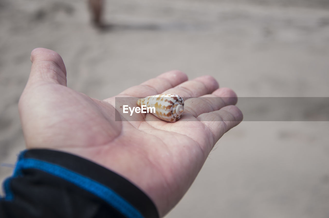 Cropped hand holding seashell at beach