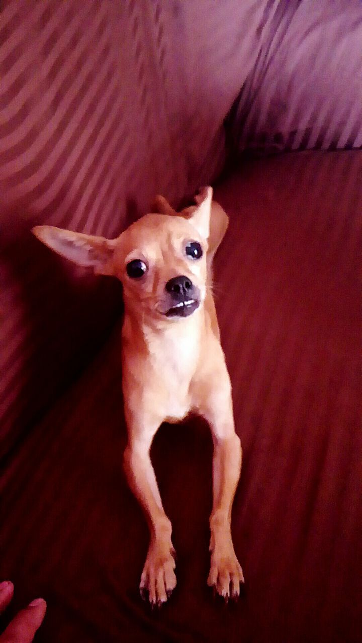 PORTRAIT OF DOG ON RED CARPET