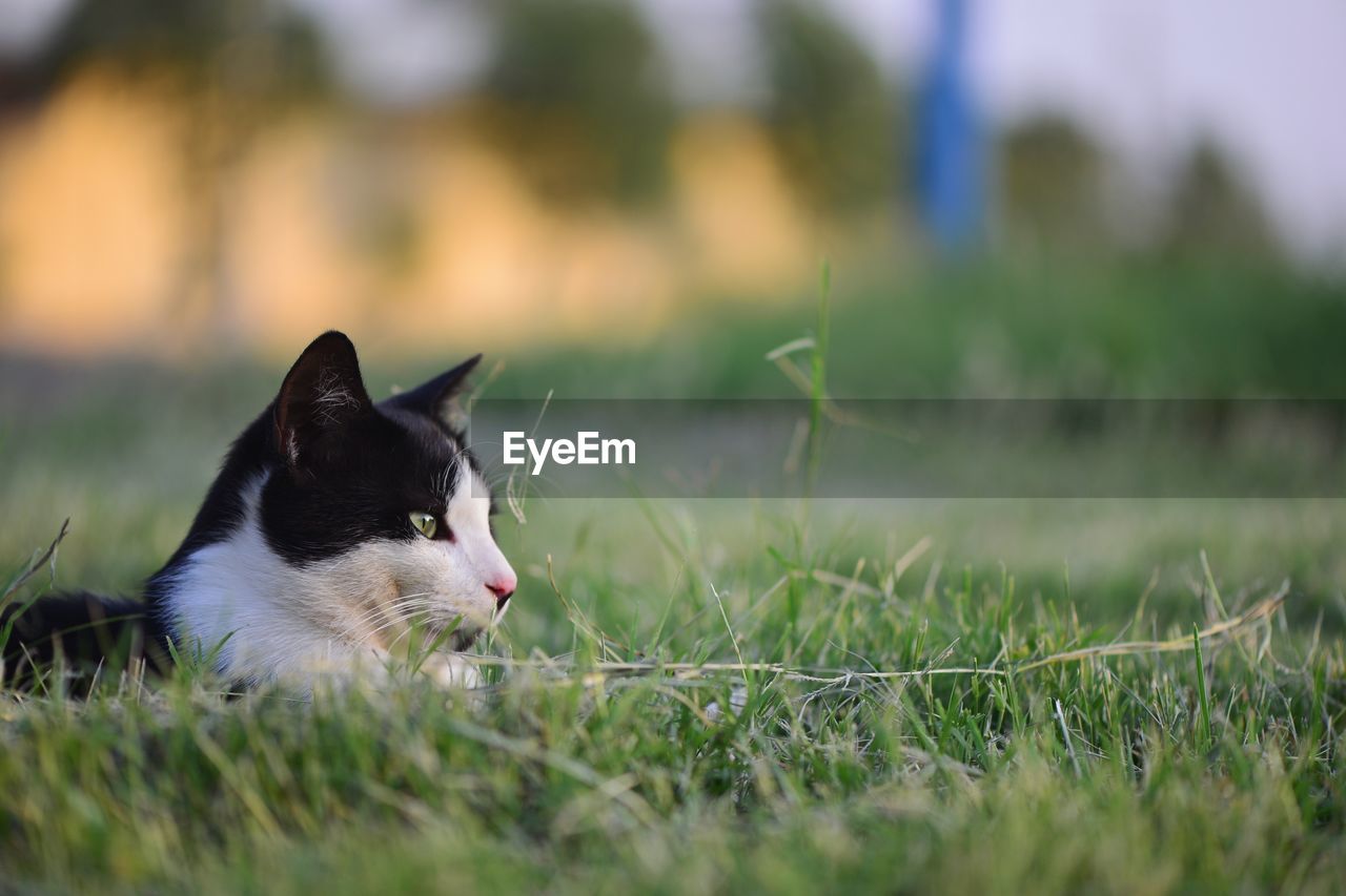 Side view of cat resting on grass field