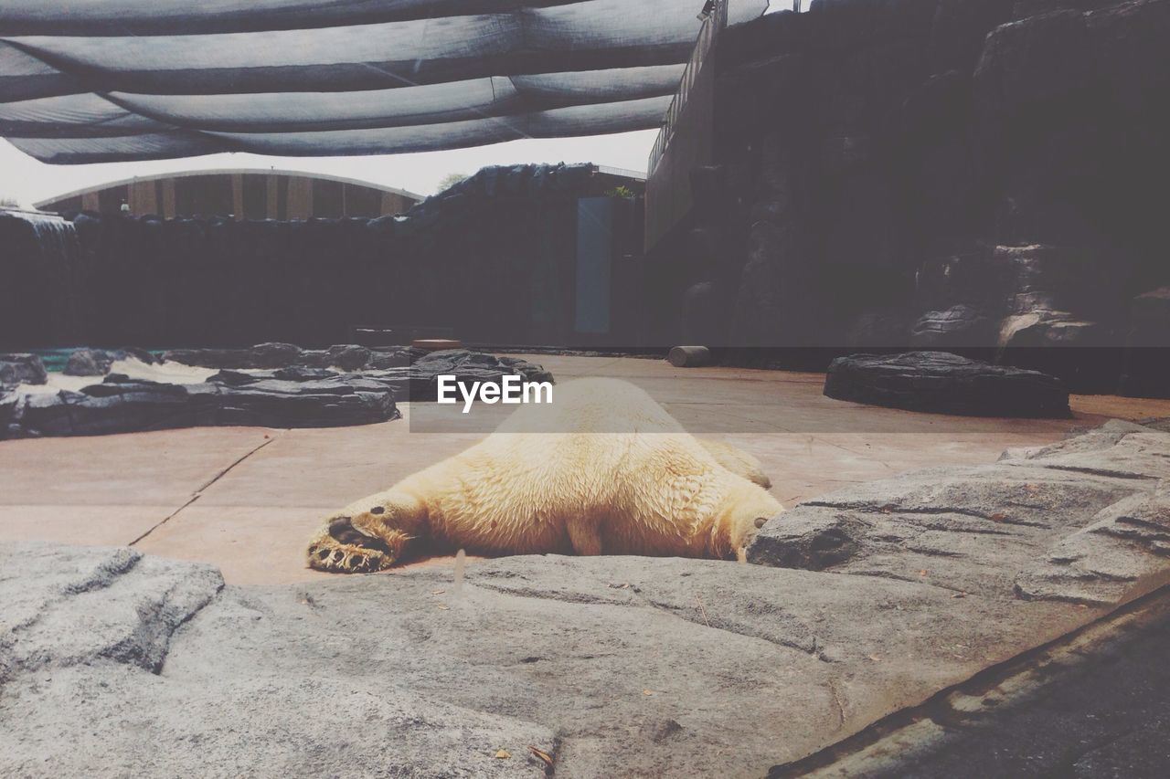 Polar bear sleeping in zoo