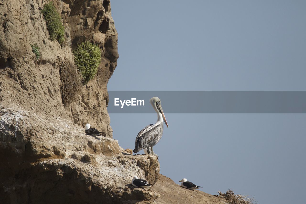 LOW ANGLE VIEW OF BIRD PERCHING ON ROCK FORMATION