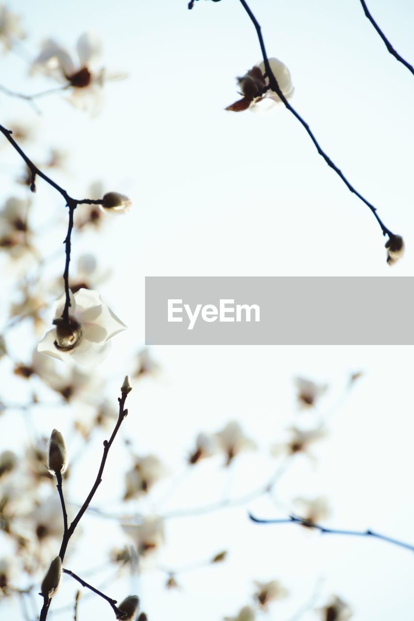 Close-up of white flowers against sky