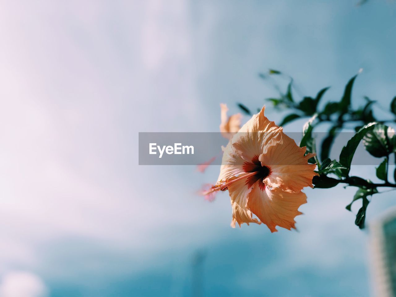 Close-up of fresh hibiscus blooming against sky