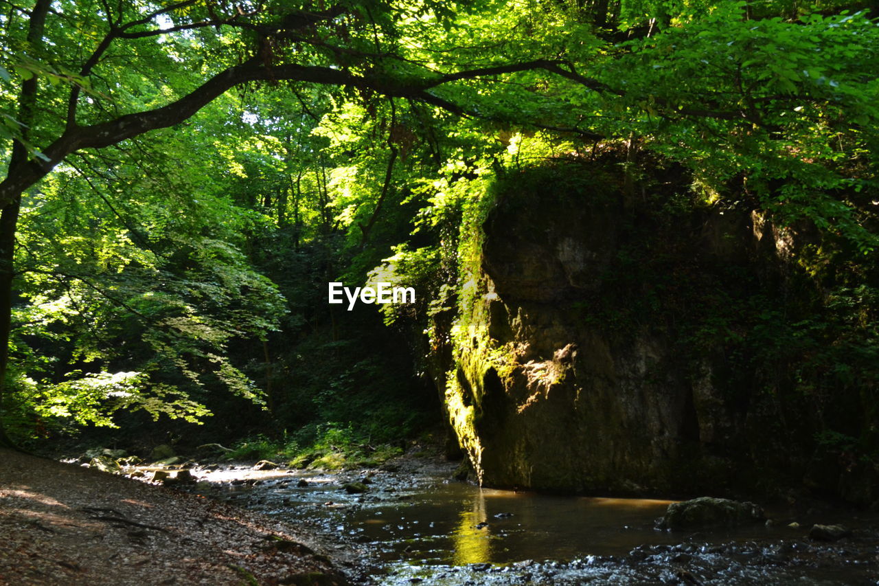 TREES BY RIVER IN FOREST