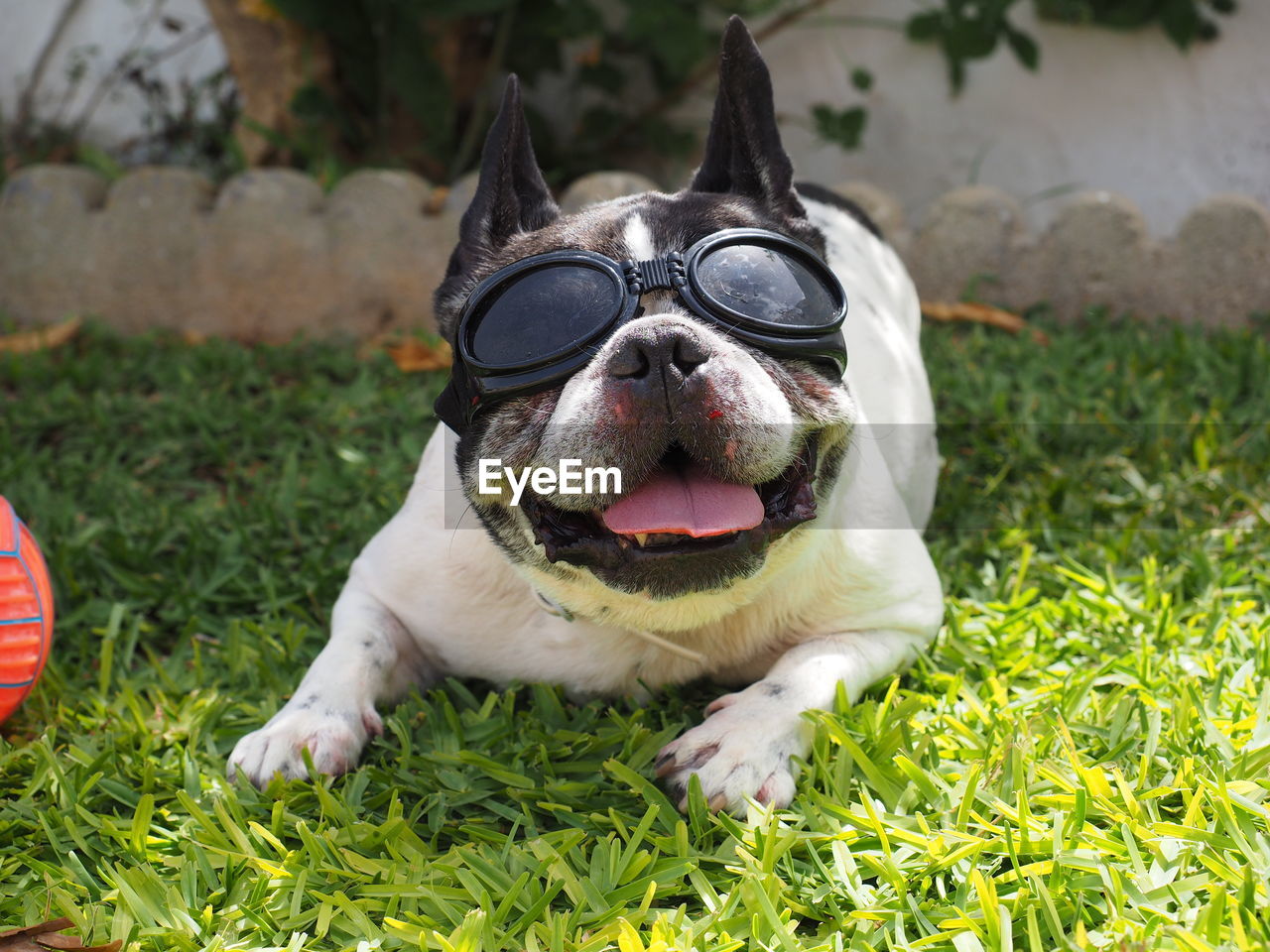 CLOSE-UP OF A DOG ON THE FIELD