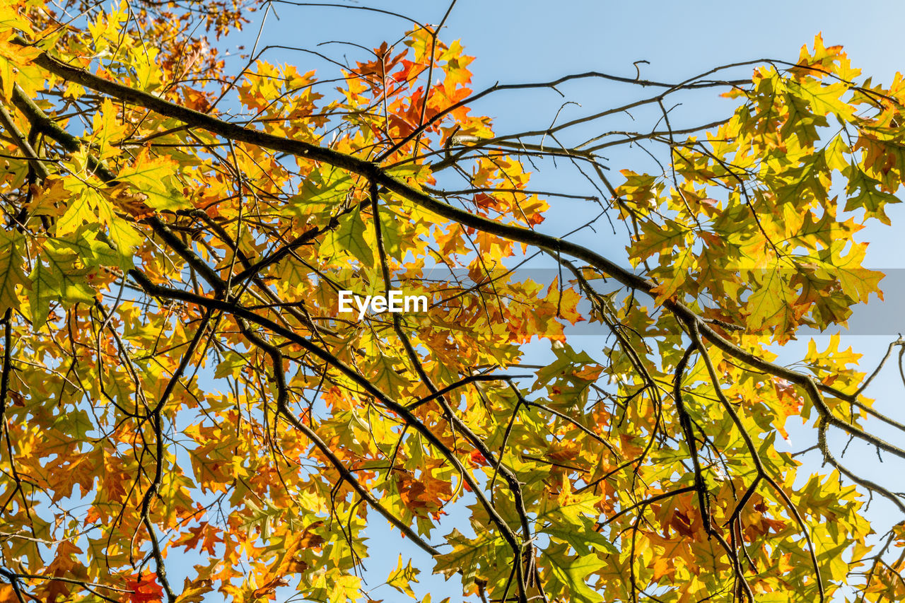 Low angle view of tree in autumn