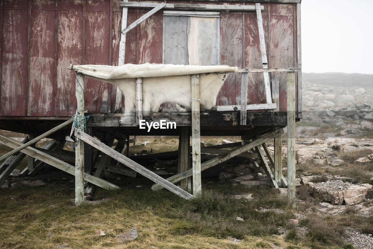 Polar bear fur hanging to dry at the settlement ittoqqortoormiit, on the east coast of greenland.