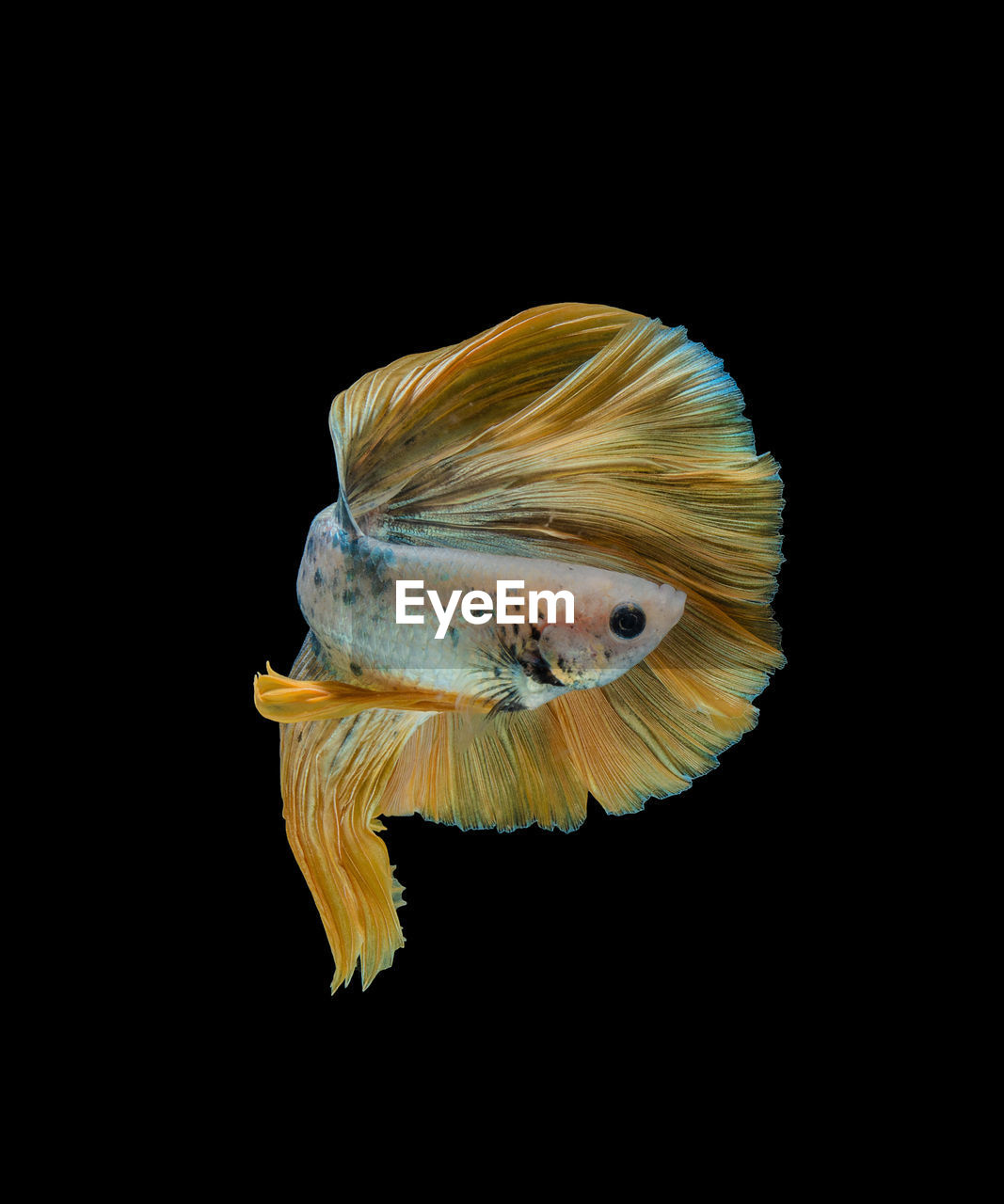 CLOSE-UP OF FISH IN SEA