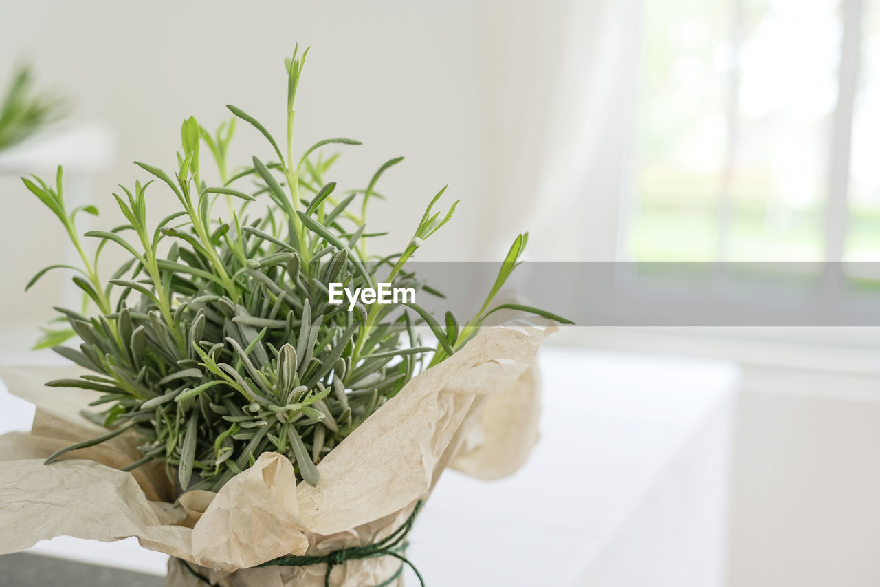 plant, indoors, nature, flower, growth, leaf, plant part, no people, floral design, floristry, green, herb, window, grass, potted plant, day, food and drink, home interior, freshness, houseplant, food, flowerpot, close-up
