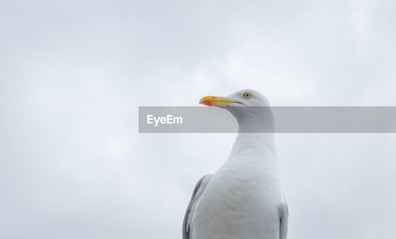 Low angle view of seagull against sky