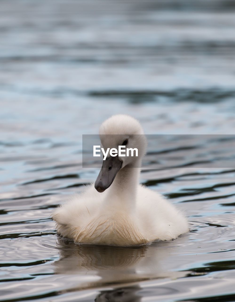 SWAN IN LAKE