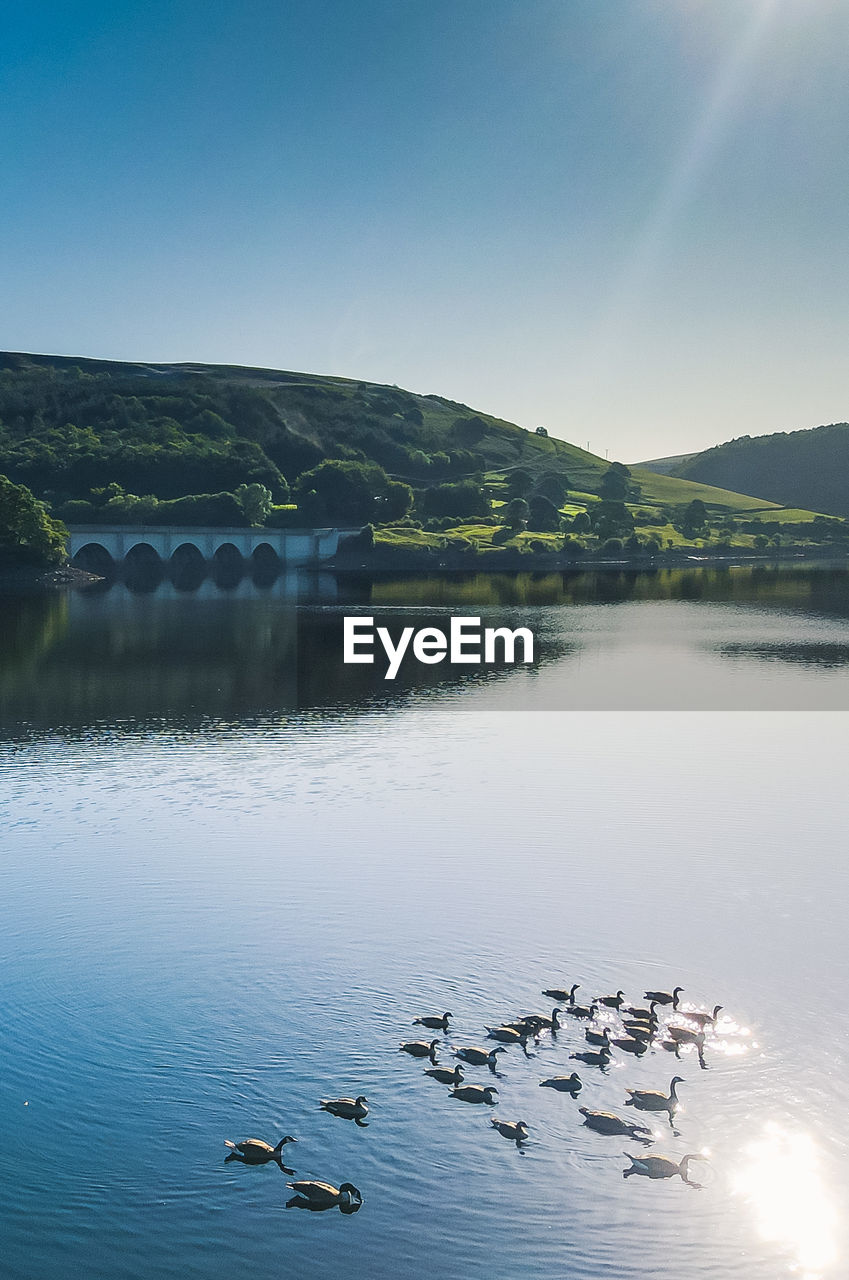 FLOCK OF BIRDS IN LAKE