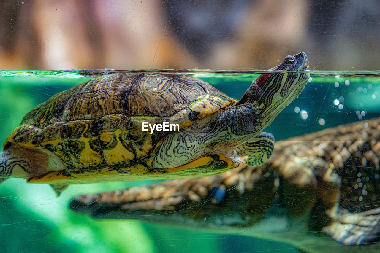 Close-up of turtle in sea