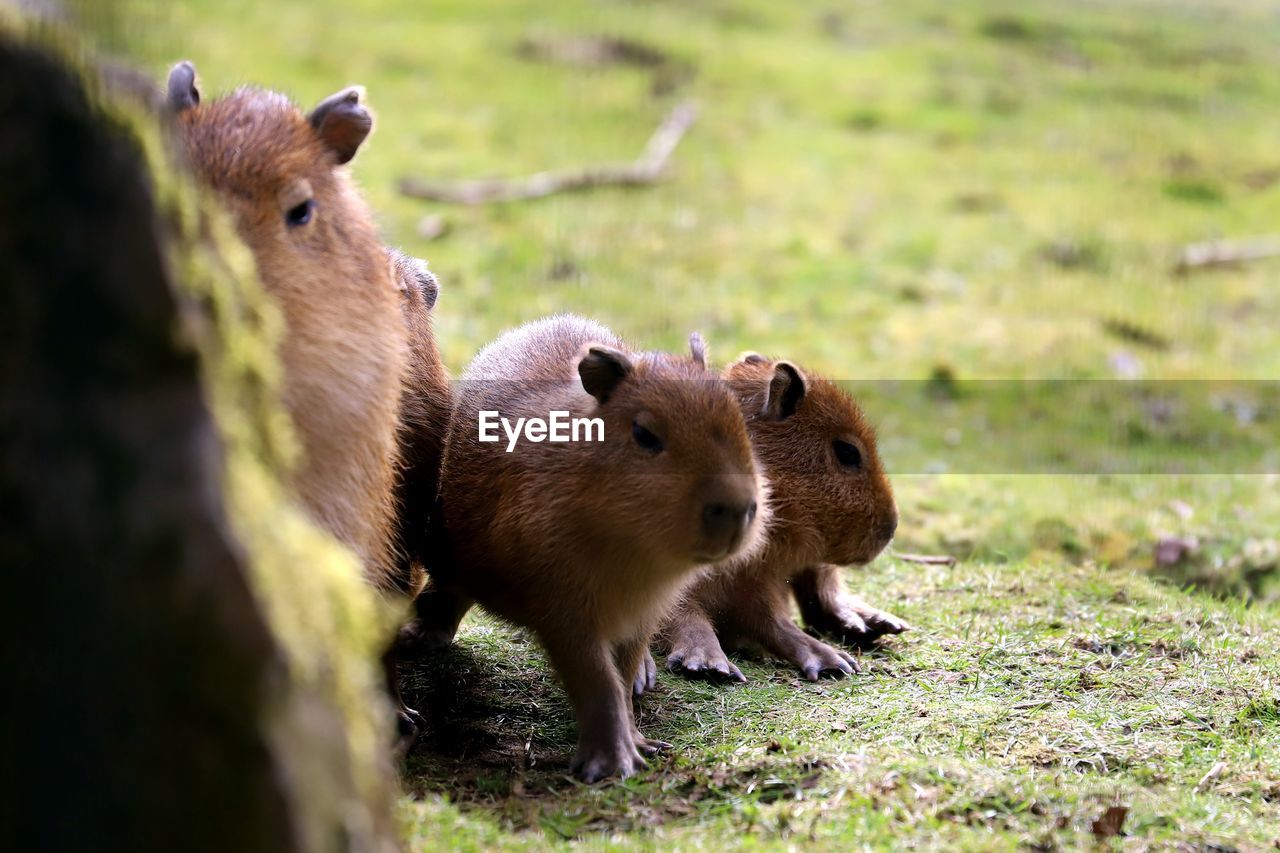 Capybara in a field