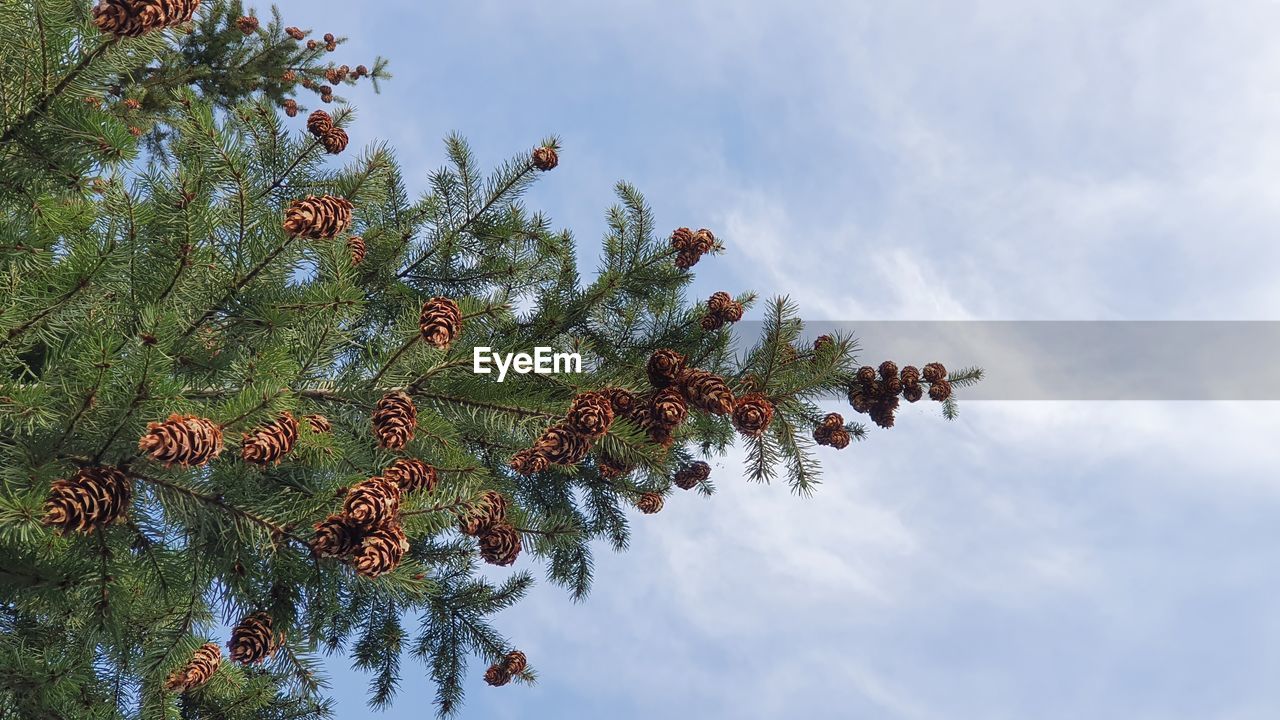 LOW ANGLE VIEW OF PINE TREE