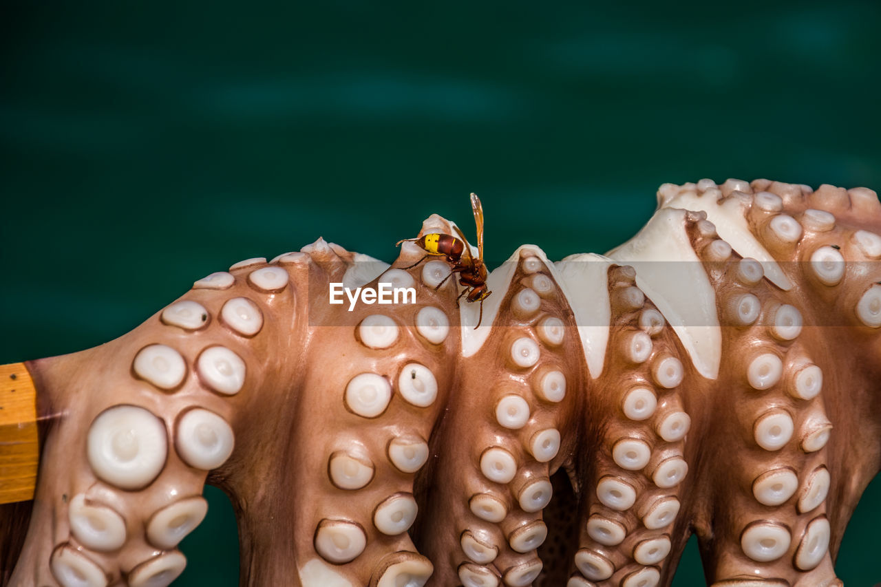 Close-up of insect on octopus