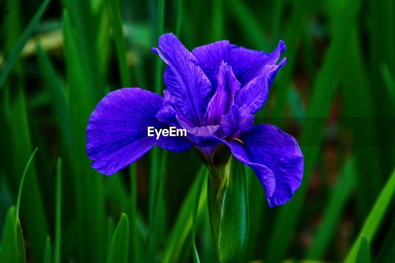 Close-up of purple iris flower