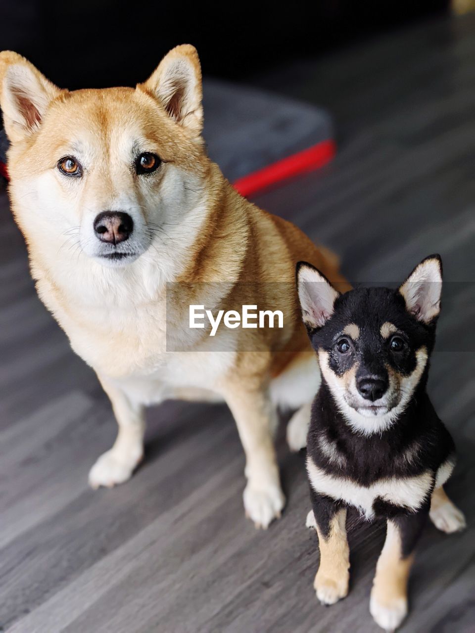 Portrait of two dogs. adult shiba inu dog and young black and tan shiba inu puppy sit together