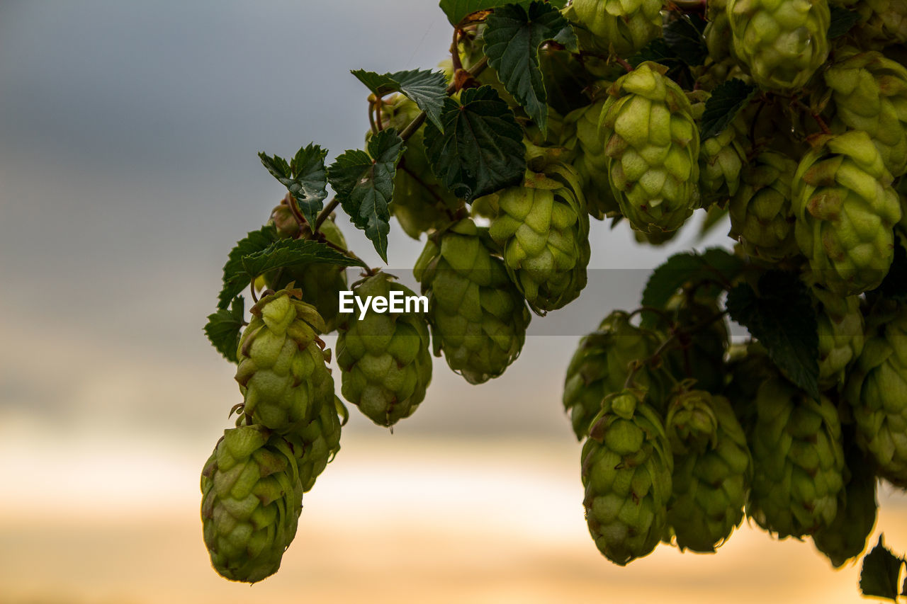 Close-up of hops fruits growing on tree