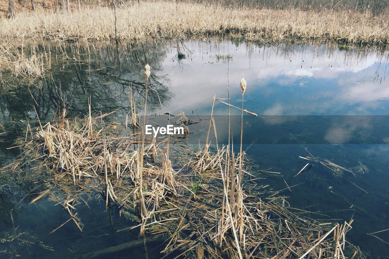 High angle view of dry plants in pond