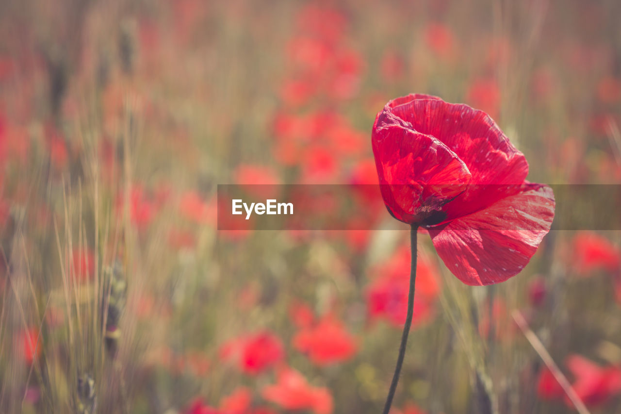 Close-up of red poppy flower on field