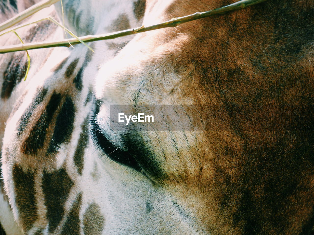 Close-up of giraffe eye