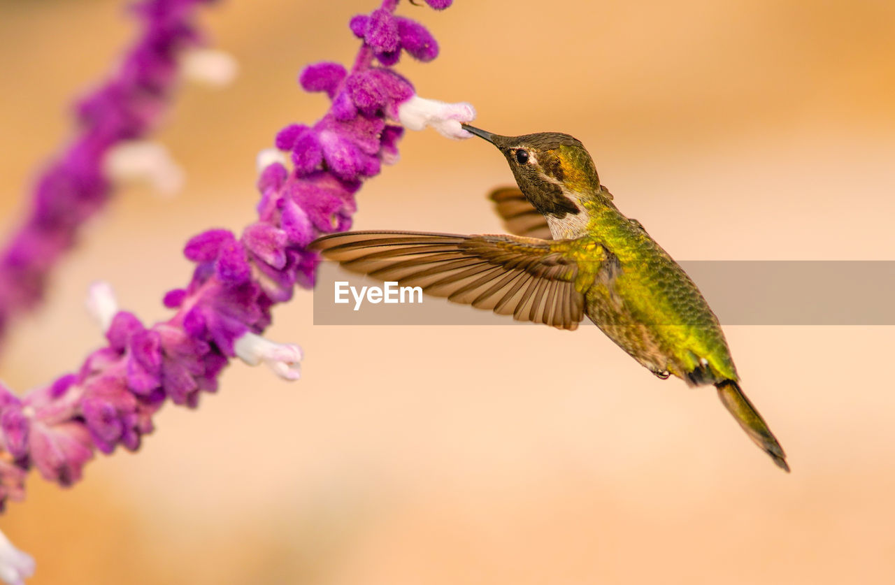 CLOSE-UP OF A BIRD FLYING OVER PURPLE FLOWER