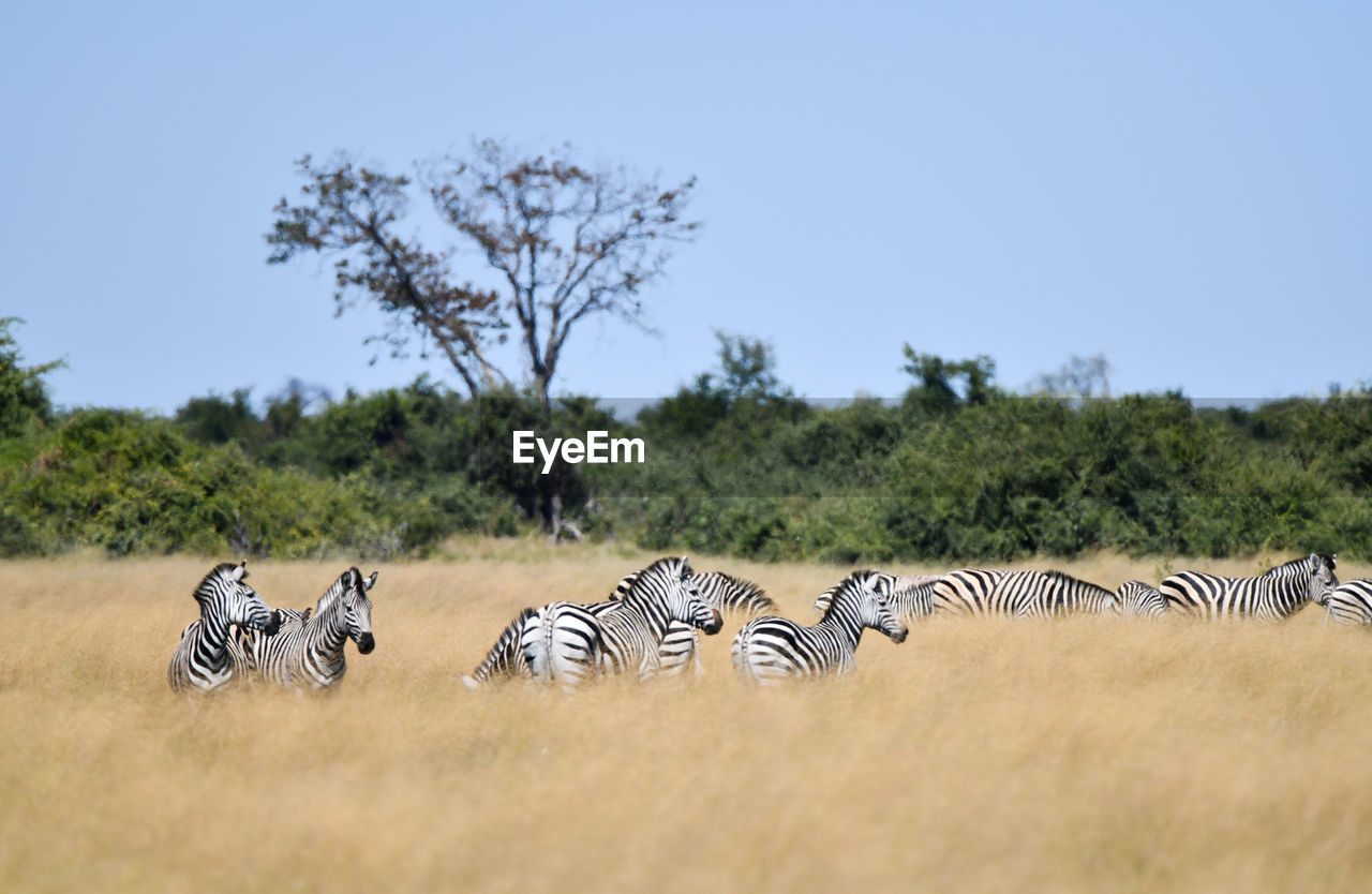 VIEW OF ZEBRA ON FIELD