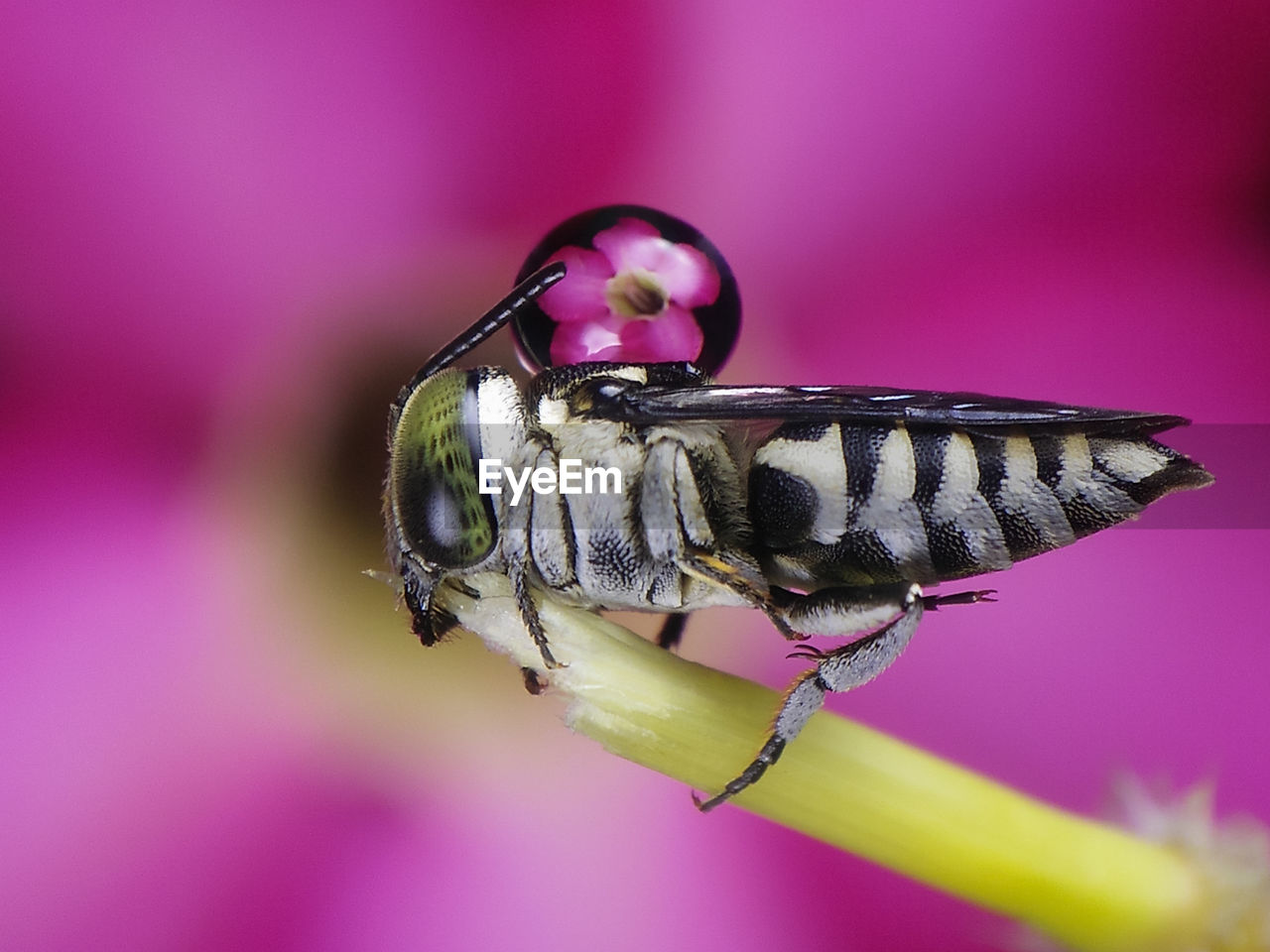 CLOSE-UP OF INSECT ON FLOWER