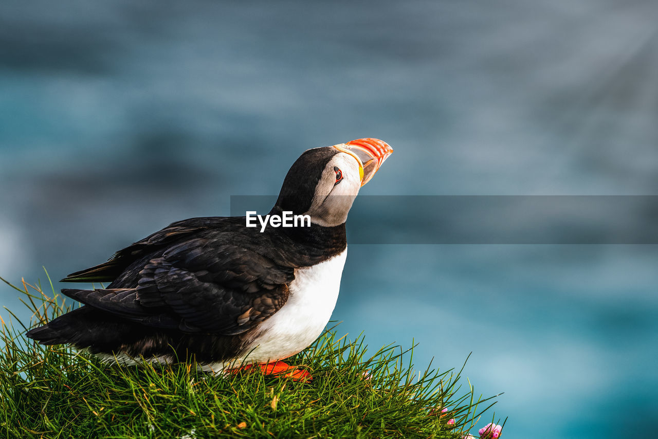 Close-up of puffin