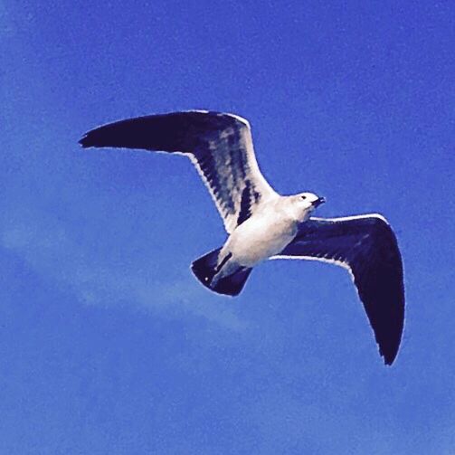 LOW ANGLE VIEW OF BIRDS FLYING IN SKY