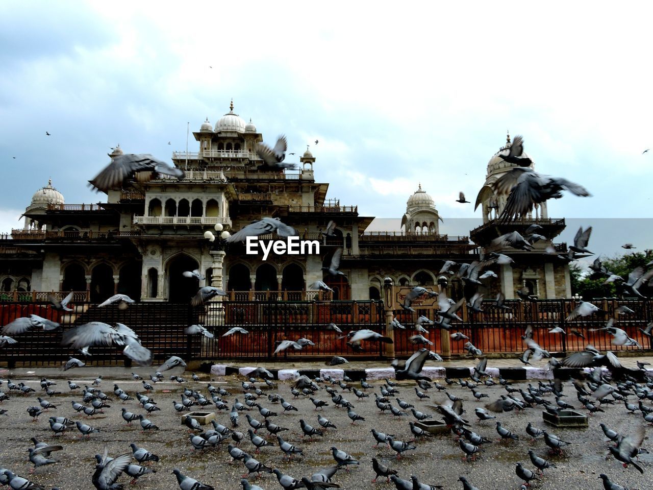 Flock of birds feeding in front of palace