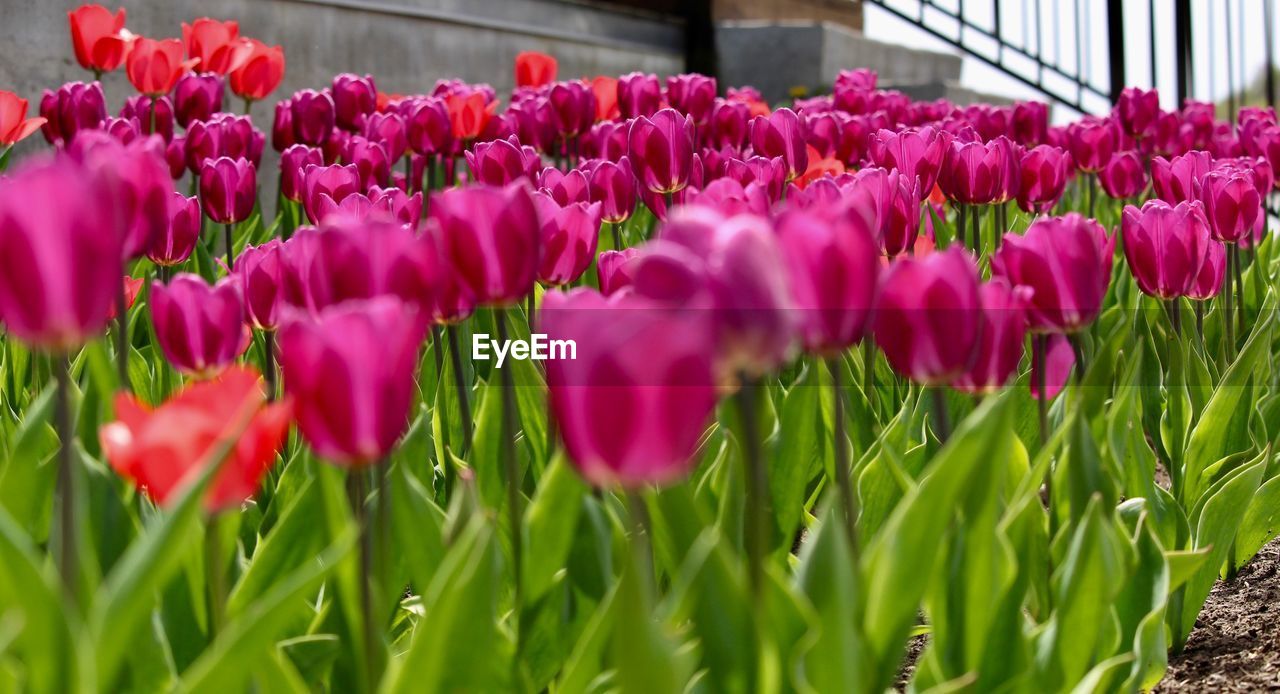 CLOSE-UP OF CROCUS BLOOMING IN FIELD