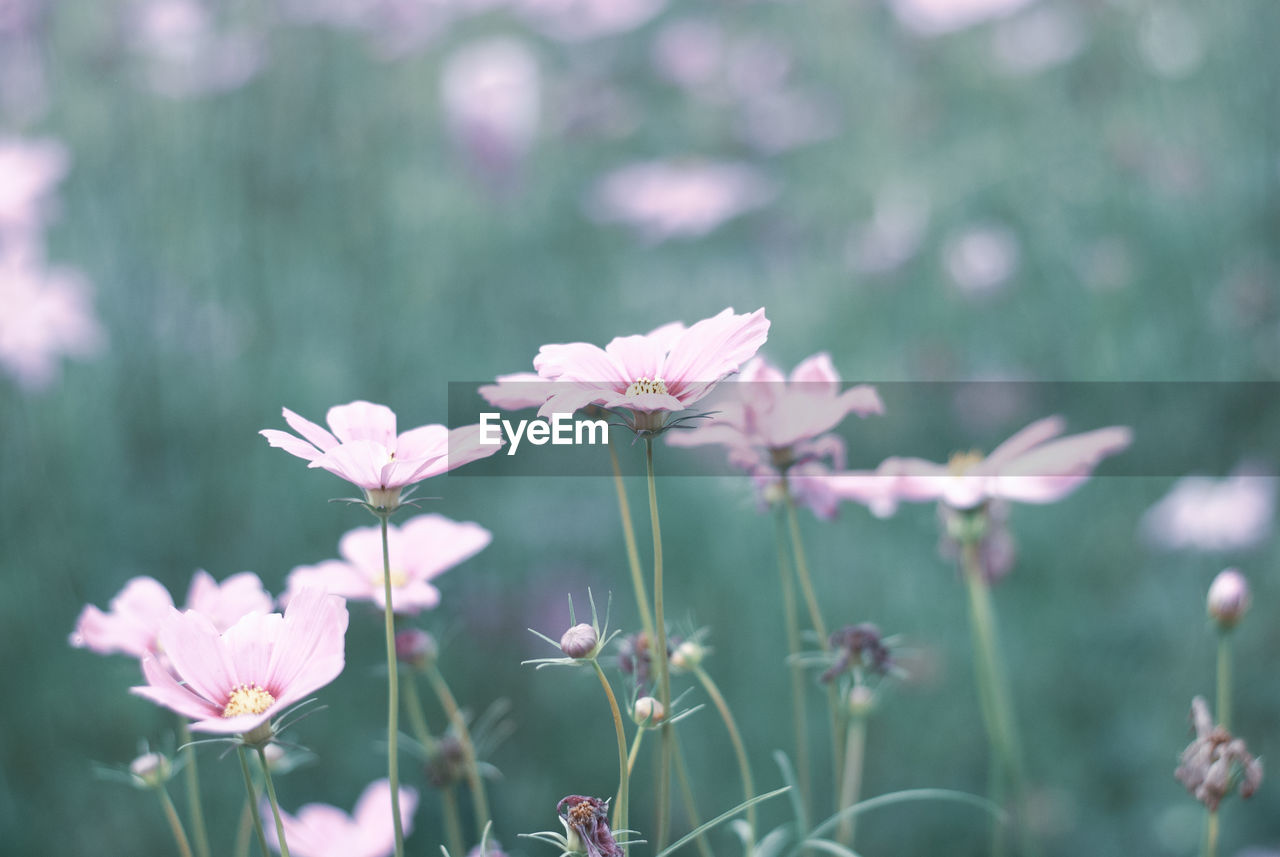 CLOSE-UP OF PINK FLOWERING PLANTS DURING RAINY SEASON