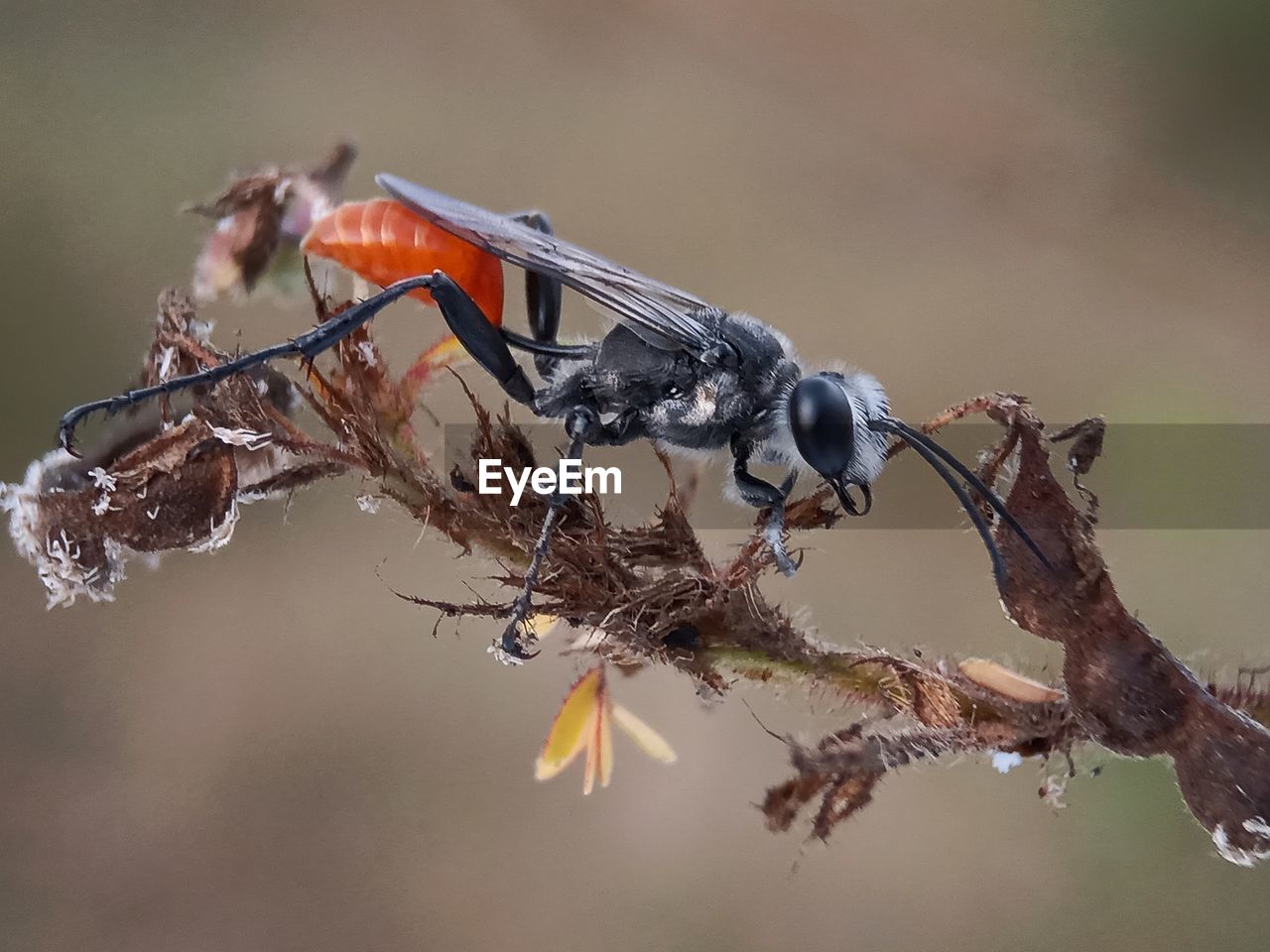 CLOSE-UP OF INSECT ON TREE