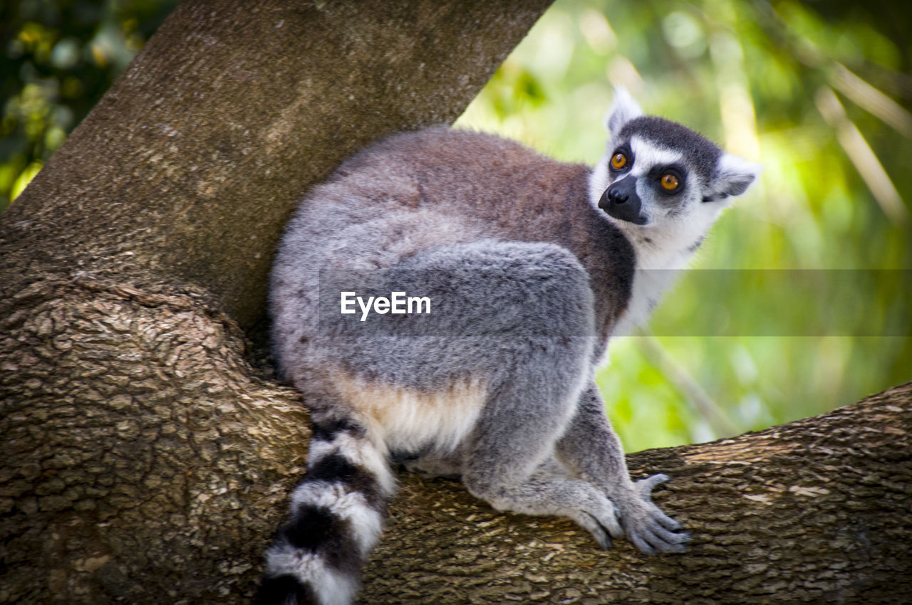 Portrait of lemur sitting on tree trunk