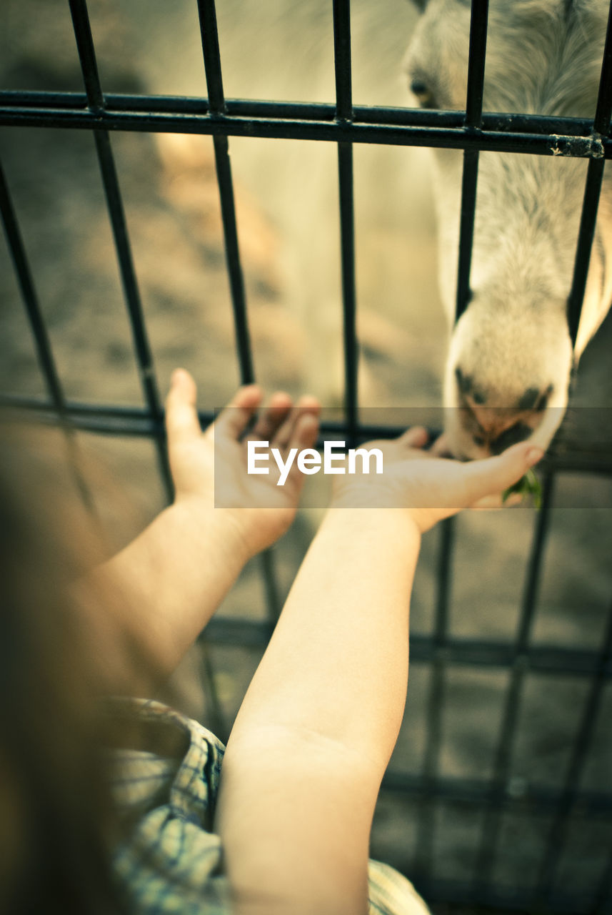 Close-up of child feeding animal in cage